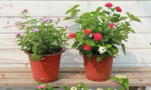 垫江新闻大爆料最新视频,最新视频揭秘惊人内幕！  第3张