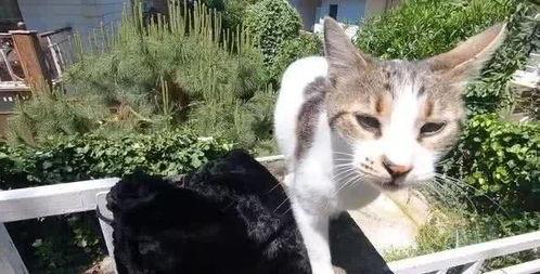 娱乐吃瓜酱流浪猫小菊,娱乐吃瓜酱的温馨故事  第3张